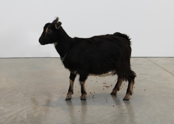 Darren Bader, Goat as a microprocessor that vomits blood to grow basil Dimensions variable, .Courtesy of the artist and Andrew Kreps Gallery, New York 