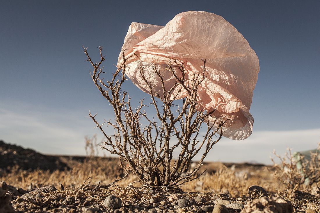 aus der Serie „Plastic Trees“, 2014 © Eduardo Leal