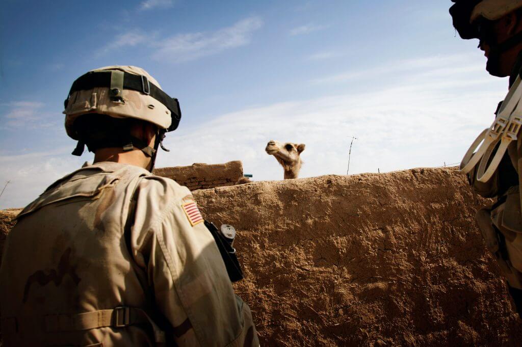 „Kamele!“ ist ein Ausruf, der oft von amerikanischen Soldaten zu hören ist, wenn eines der Tiere gesichtet wird. 1. Juni 2005, Ba'aj, Nineveh, Irak © Christoph Bangert