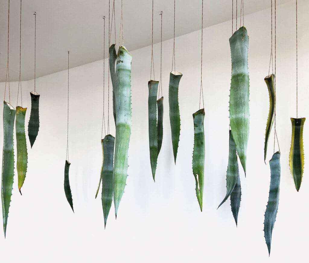 Bojan Sarcevic Installation "Thank you for pointing to your perineum" in der Berliner BQ Galerie. Von der Decke hängt Aloe Vera.