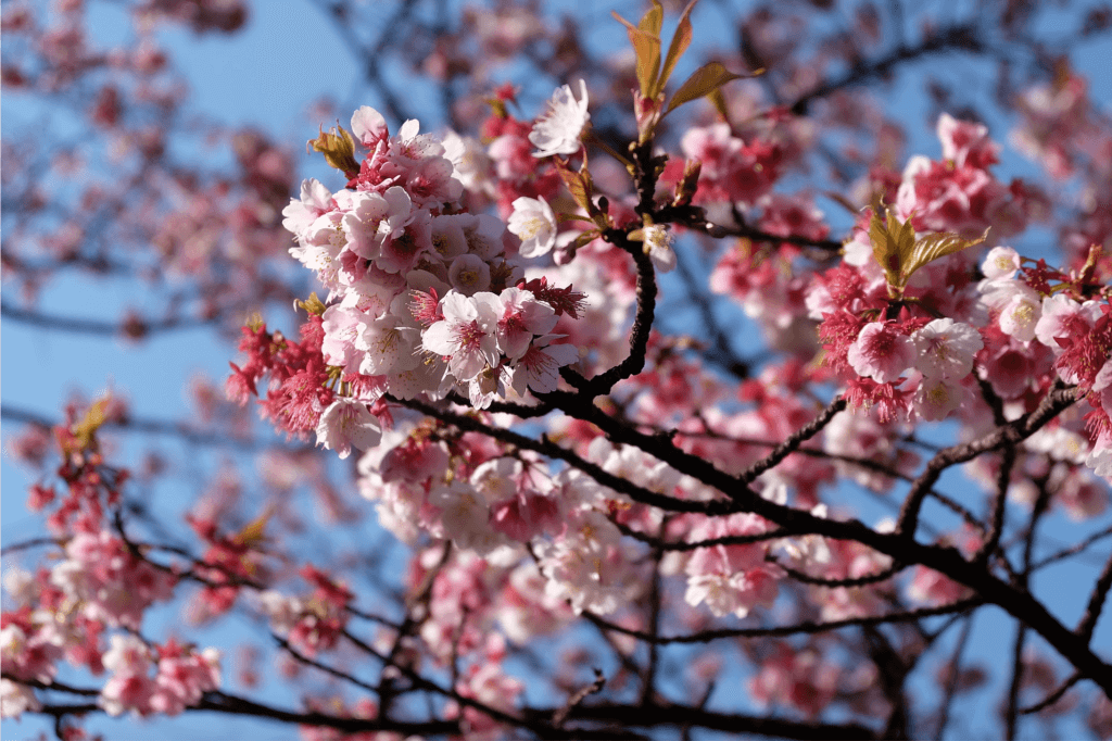 Foto von einem blühenden Kirschbaum in Tokio, Japan.