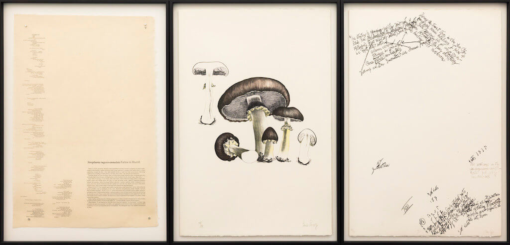 Zu sehen sind drei Seiten des "Mushroom Books" von John Cage. Man sieht Zeichnungen und Schrift, in der Mitte sind große Pilze zu sehen.