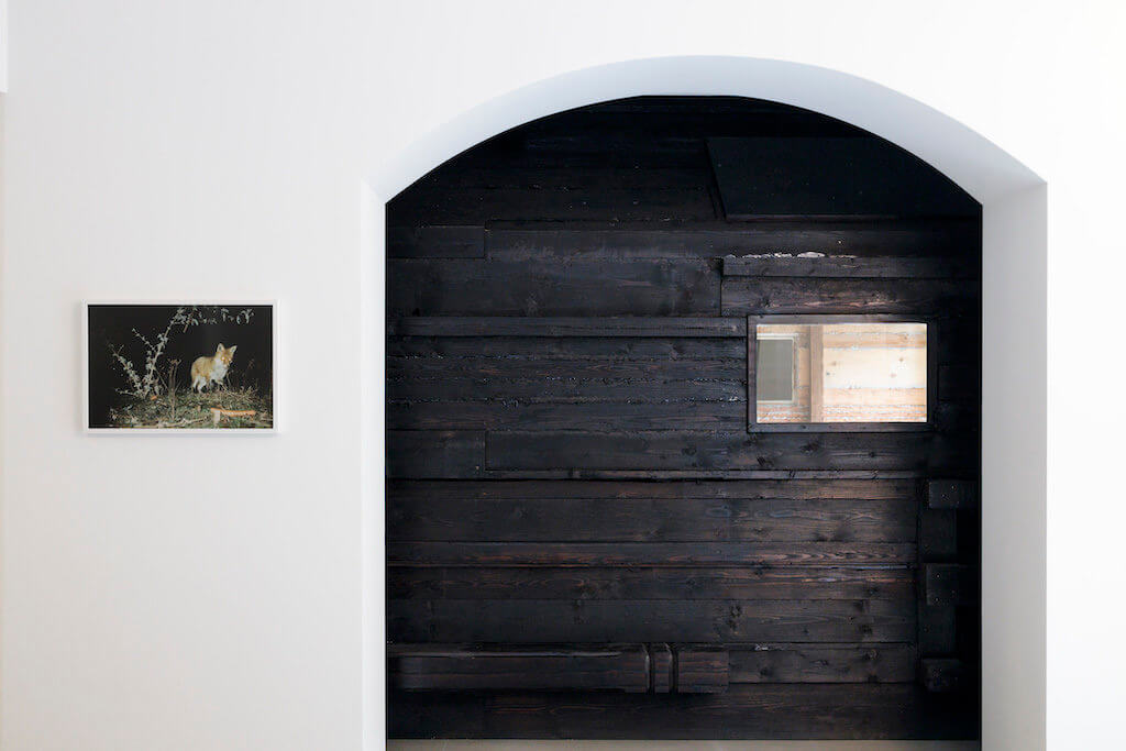 Zu sehen sind zwei Arbeiten: Auf der linken Seite sieht man das Foto eines urbanen Fuchses. Rechts sieht man einen Teil der Installation "Im Tiefen Wald" von Hans Schabus.  