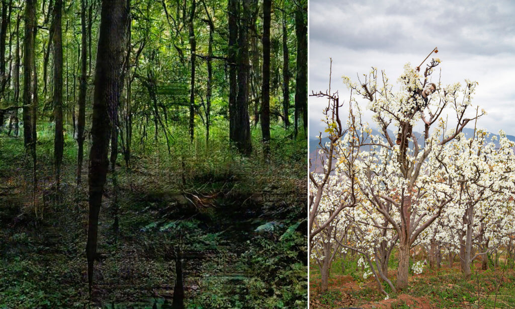 Links eine Arbeit von Andreas Greiner, es ist ein Wald zu sehen. Rechts eine Arbeit von Maximilian Prüfer mit einem Birnbaum im Bild.
