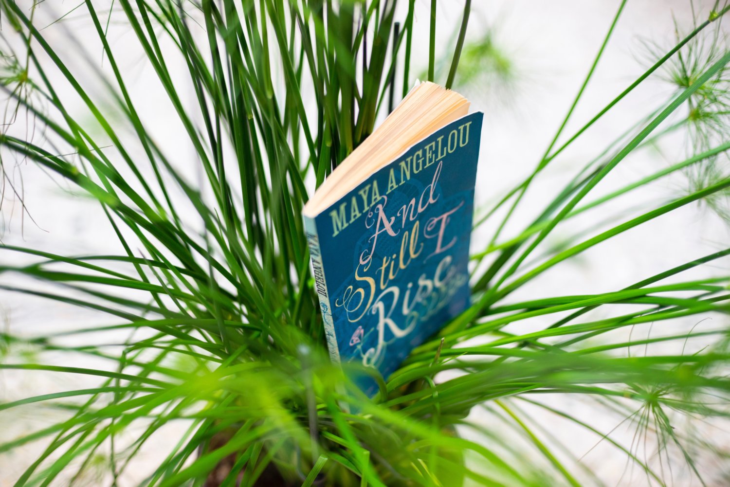 Ein grüner Strauch mit dem Buch von Mary Angelou "And Still I rise" in der Mitte. Installationsansicht von Saddie Choua, lamb chops should not be overcooked, 2019.