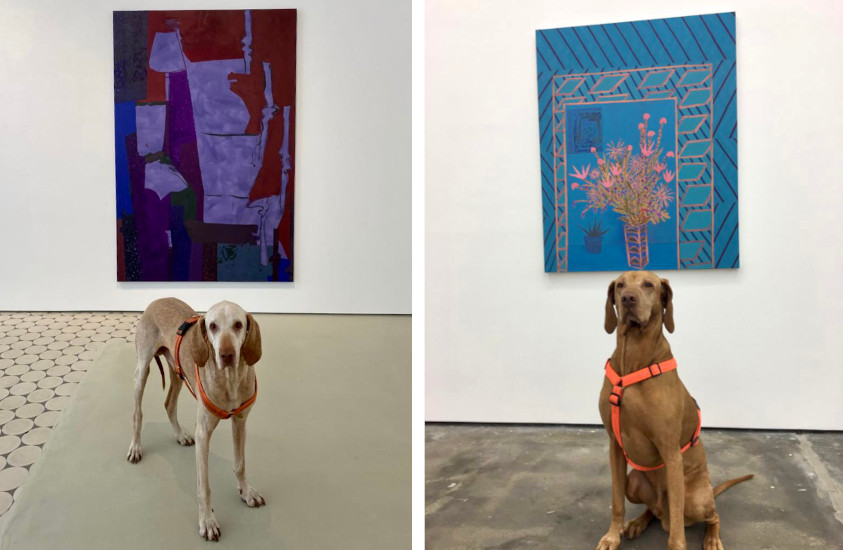 Ein Hund sitzt vor zwei Kunstwerken an der Wand.