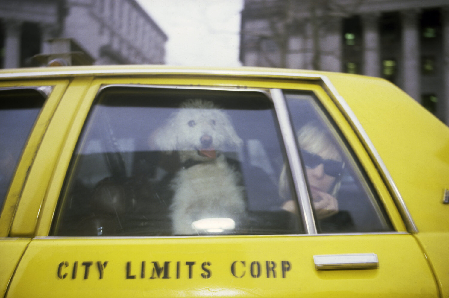 teri with her dog in a taxi new york 1987 Nan Goldin Stedelijk Museum gallerytalk